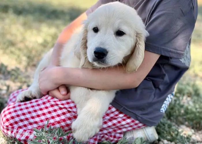 Latte – Golden Retriever puppy for sale in Fort Collins, CO