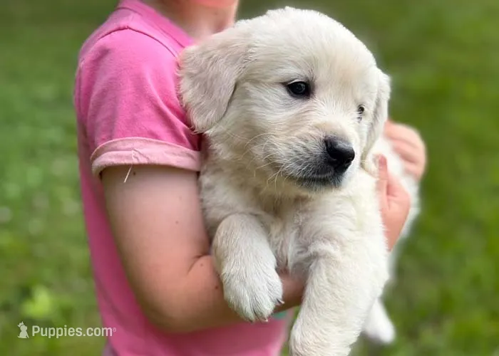 Layla – Golden Retriever puppy for sale in Fort Collins, CO