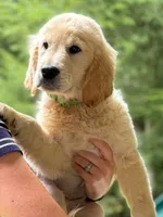 Gertie, a female Golden Retriever for sale in Fort Collins, CO – 2 of 7