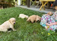 Charlie, a male Golden Retriever for sale in Fort Collins, CO – 4 of 5