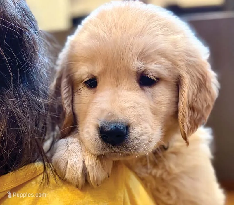 Jelly – Golden Retriever puppy for sale in Fort Collins, CO