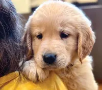 Jelly, a female Golden Retriever for sale in Fort Collins, CO – 1 of 5