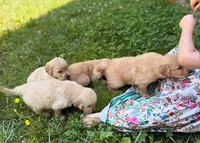 Charlie, a male Golden Retriever for sale in Fort Collins, CO – 2 of 5