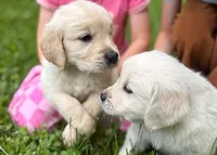Lilly, a female Golden Retriever for sale in Fort Collins, CO – 5 of 10