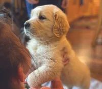 Shirley, a female Golden Retriever for sale in Fort Collins, CO – 6 of 7