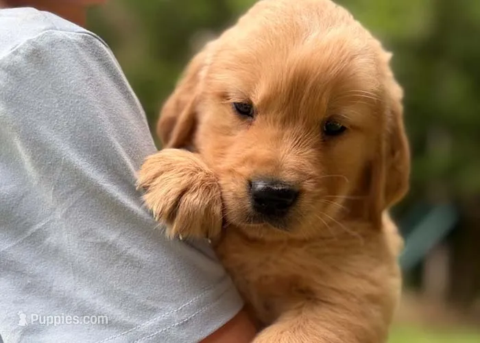 Charlie – Golden Retriever puppy for sale in Fort Collins, CO