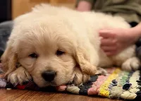 Buttercup, a male Golden Retriever for sale in Fort Collins, CO – 2 of 9