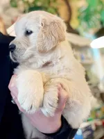 Mothers DAY, a male Golden Retriever for sale in Fort Collins, CO – 3 of 7