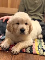 Buttercup, a male Golden Retriever for sale in Fort Collins, CO – 3 of 9