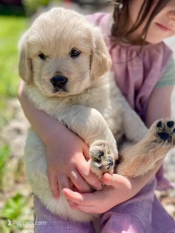 Mothers DAY – Golden Retriever puppy for sale in Fort Collins, CO