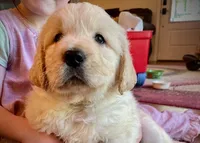 Mothers DAY, a male Golden Retriever for sale in Fort Collins, CO – 2 of 7