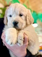 Buttercup, a male Golden Retriever for sale in Fort Collins, CO – 4 of 9
