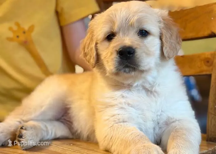 Buttercup – Golden Retriever puppy for sale in Fort Collins, CO