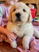 Mothers DAY, a male Golden Retriever for sale in Fort Collins, CO – 6 of 7