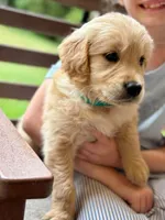 Fivel, a male Golden Retriever for sale in Fort Collins, CO – 4 of 4