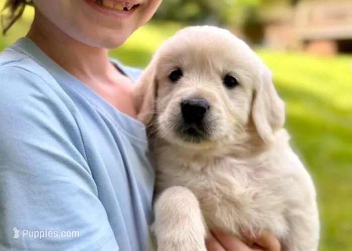 Lilly – Golden Retriever puppy for sale in Fort Collins, CO