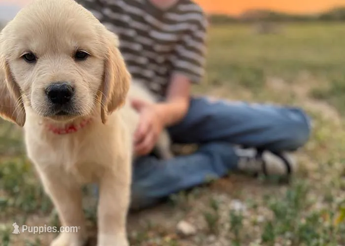 Polly – Golden Retriever puppy for sale in Fort Collins, CO