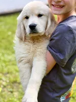 Lily, a female Golden Retriever for sale in Fort Collins, CO – 5 of 10