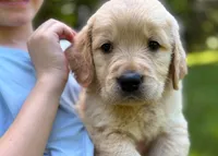 Lucky, a male Golden Retriever for sale in Fort Collins, CO – 3 of 8