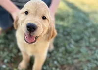 Buddy, a male Golden Retriever for sale in Fort Collins, CO – 5 of 10