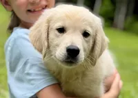 Bounce, a male Golden Retriever for sale in Fort Collins, CO – 2 of 5