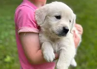 Coconut, a female English Cream Golden Retriever for sale in Fort Collins, CO – 2 of 10