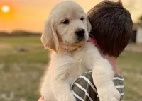 Polly, a female Golden Retriever for sale in Fort Collins, CO – 2 of 7