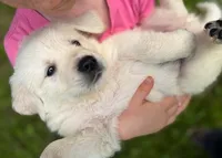 Coconut, a female English Cream Golden Retriever for sale in Fort Collins, CO – 5 of 10