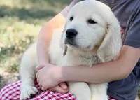 Latte, a female Golden Retriever for sale in Fort Collins, CO – 4 of 9