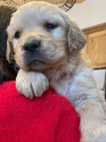 Valentine's Day Puppy, a female Golden Retriever for sale in Fort Collins, CO – Photo 6 of 8