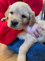 Valentine's Day Puppy, a female Golden Retriever for sale in Fort Collins, CO – Photo 5 of 8
