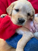 Valentine's Day Puppy, a female Golden Retriever for sale in Fort Collins, CO – Photo 3 of 8