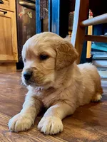 Valentine's Day Puppy, a female Golden Retriever for sale in Fort Collins, CO – Photo 4 of 8