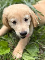Berry, a female Golden Retriever for sale in Fort Collins, CO – 4 of 7