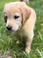 Josie, a female Golden Retriever for sale in Fort Collins, CO – 10 of 10
