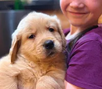 Benji, a male Golden Retriever for sale in Fort Collins, CO – 2 of 5