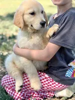Pepsi, a male Golden Retriever for sale in Fort Collins, CO – 2 of 6