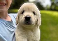 Layla, a female Golden Retriever for sale in Fort Collins, CO – 6 of 9