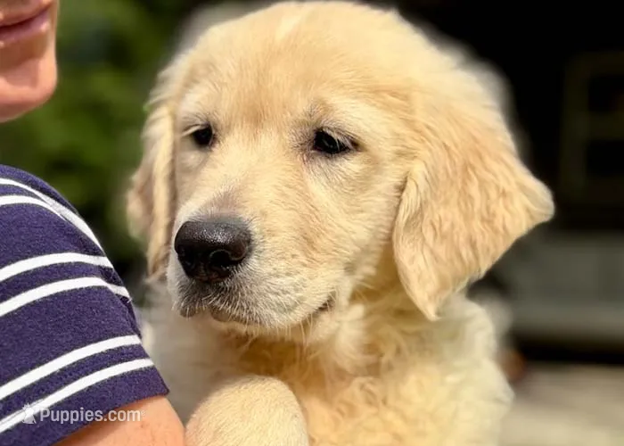 Lindy – Golden Retriever puppy for sale in Fort Collins, CO