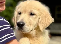 Lindy, a female Golden Retriever for sale in Fort Collins, CO – 1 of 3