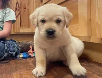Goldador Puppy, a male Golden Retriever and Labrador Retriever for sale in Fort Collins, CO – Photo 2 of 8