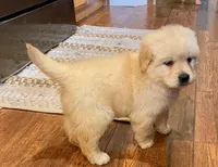 Goldador Puppy, a male Golden Retriever and Labrador Retriever for sale in Fort Collins, CO – Photo 6 of 8
