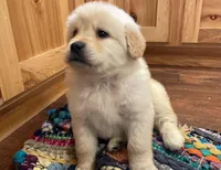 Goldador Puppy, a male Golden Retriever and Labrador Retriever for sale in Fort Collins, CO – Photo 3 of 8