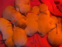 Goldador Puppy, a male Golden Retriever and Labrador Retriever for sale in Fort Collins, CO – Photo 8 of 8