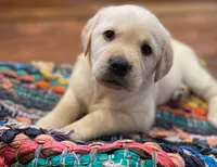Goldador Puppy, a male Golden Retriever and Labrador Retriever for sale in Fort Collins, CO – Photo 1 of 8