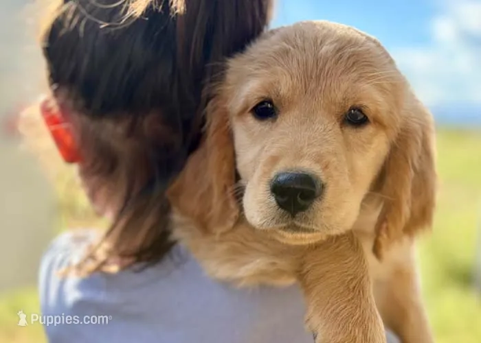 Jelly – Golden Retriever puppy for sale in Fort Collins, CO