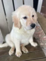 Bella, a female Golden Retriever and Labrador Retriever for sale in Fort Collins, CO – Photo 2 of 6