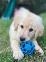 Bella, a female Golden Retriever and Labrador Retriever for sale in Fort Collins, CO – Photo 4 of 6