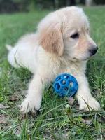 Bella, a female Golden Retriever and Labrador Retriever for sale in Fort Collins, CO – Photo 5 of 6