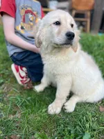 Bella, a female Golden Retriever and Labrador Retriever for sale in Fort Collins, CO – Photo 3 of 6